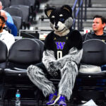 Washington Huskies mascot.