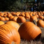 Halloween-themed slots