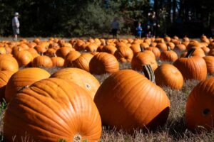 Halloween-themed slots